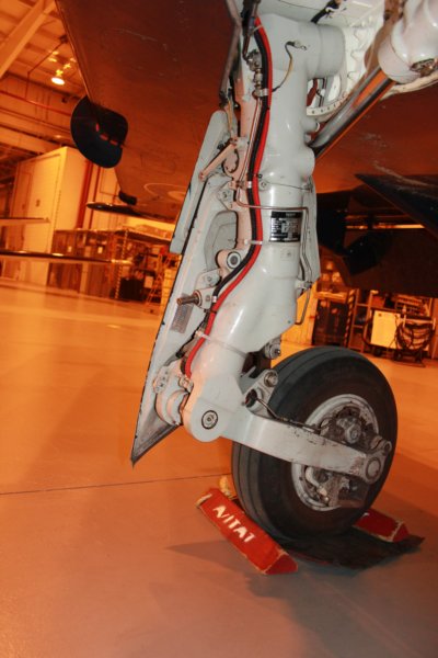 hawk15520913.jpg